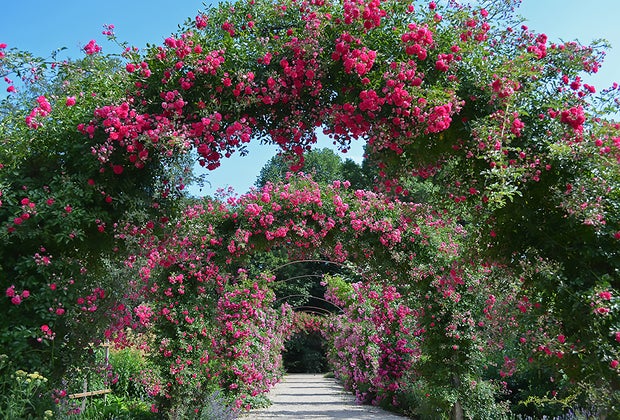 flower tunnel at Planting Fields Arboretum State Historic Park