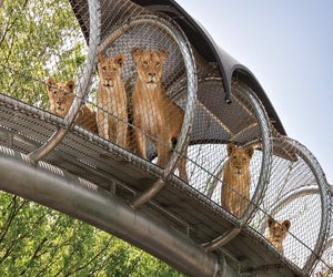 Catch the lions at the reopened Philadelphia Zoo. Photo courtesy the zoo