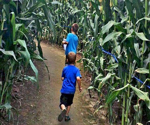 Cherry Crest Adventure Farm's corn maze in Ronks was voted tops in the nation. Photo courtesy of the farm