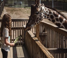 Elmwood Park Zoo's Zoo Snooze is an outdoor overnight adventures feature a campfire and giraffe feeding. Photo by Apiary Photography 