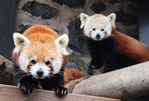 red pandas at the Brandywine Zoo Best Things To Do in Wilmington, Delaware