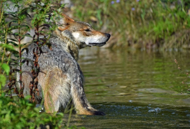 Lehigh Valley Zoo Budget Weekend Getaways for Philly Families Status message