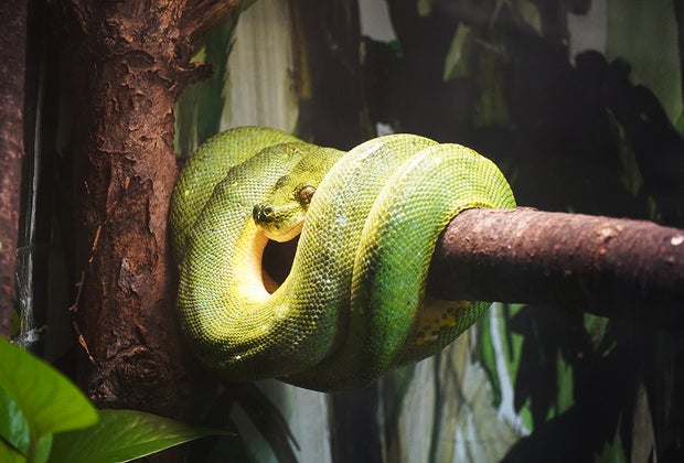 Reptile and Amphibian House