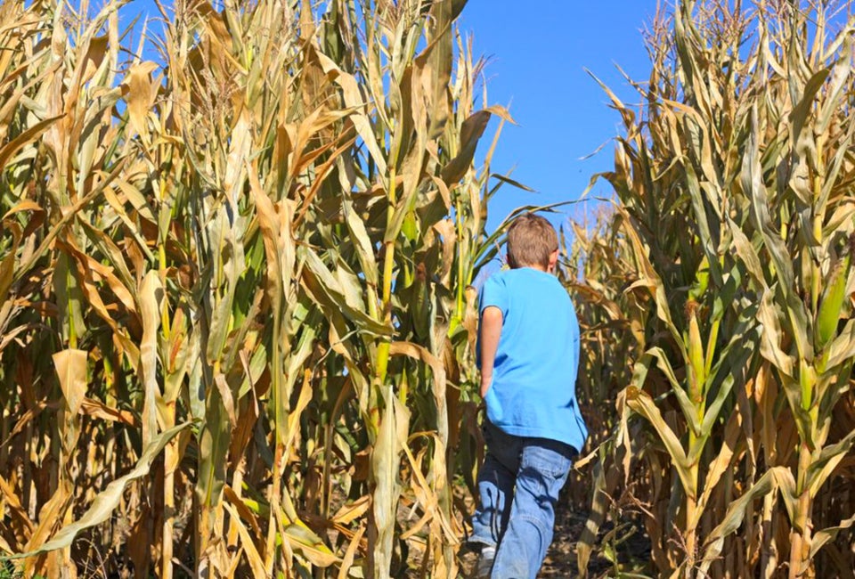 Get lost–and find family fun with the best corn mazes near Boston!