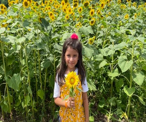 Pick the perfect sunflower at Great Country Farms. Photo by Maryam Shahid for Great Country Farms 