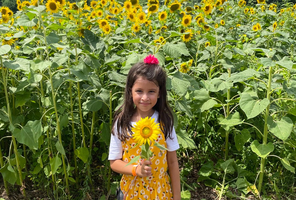 Pick the perfect sunflower at Great Country Farms. Photo by Maryam Shahid for Great Country Farms 