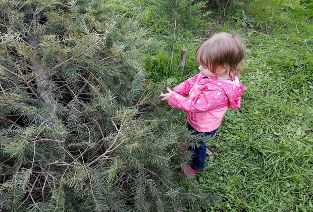 Christmas tree farms near Houston