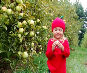 Kids of all ages enjoy apple picking and chomping on an apple right off the tree. Photo courtesy of Butler's Orchard