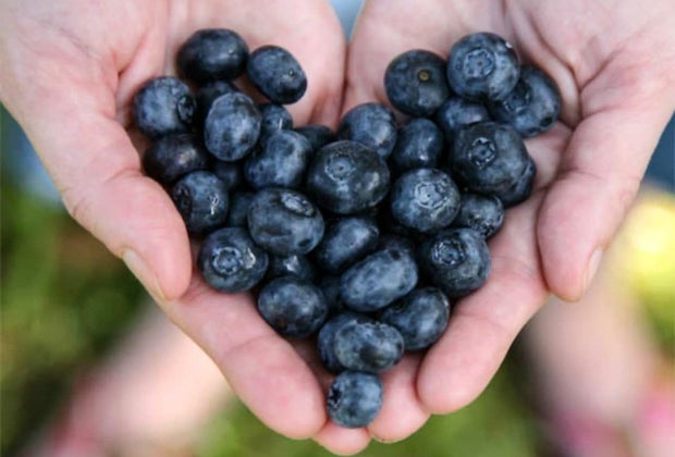 Photo of handful of berries picked at Boston farms.