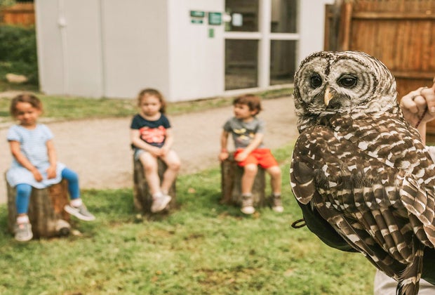 Photo of children and owl at Earthplace-Visitng CT with kids