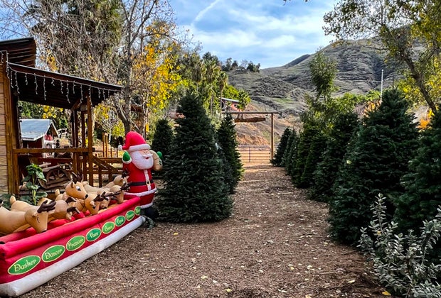 Christmas Tree Farms in Los Angeles: Greenspot Farms