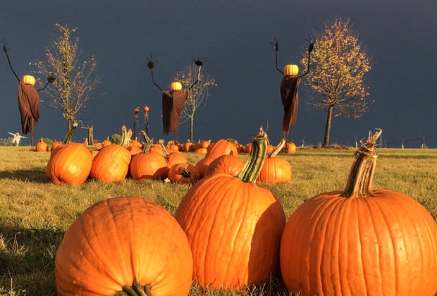 Best Pumpkin Patches Near Chicago