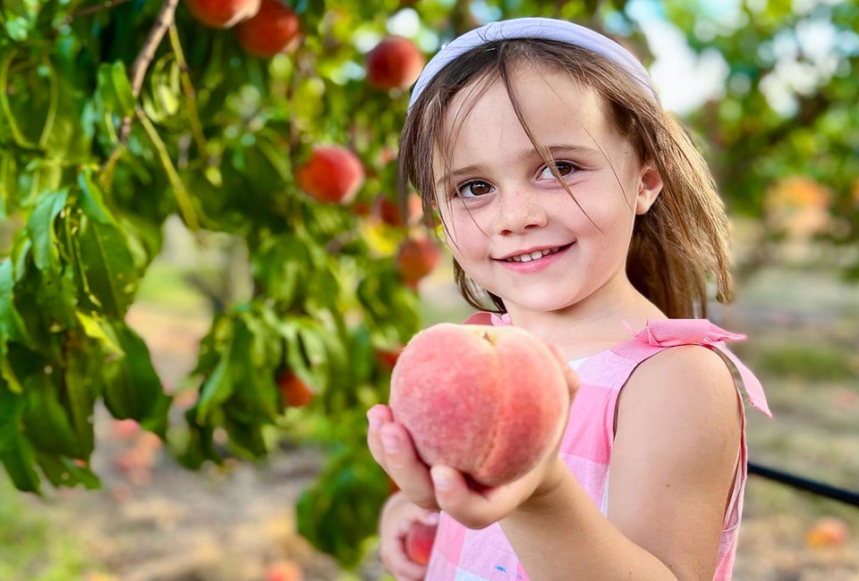 Wrap your hands around some delicious fruit at these family friendly Boston farms. Photo courtesy of Lookout Farm