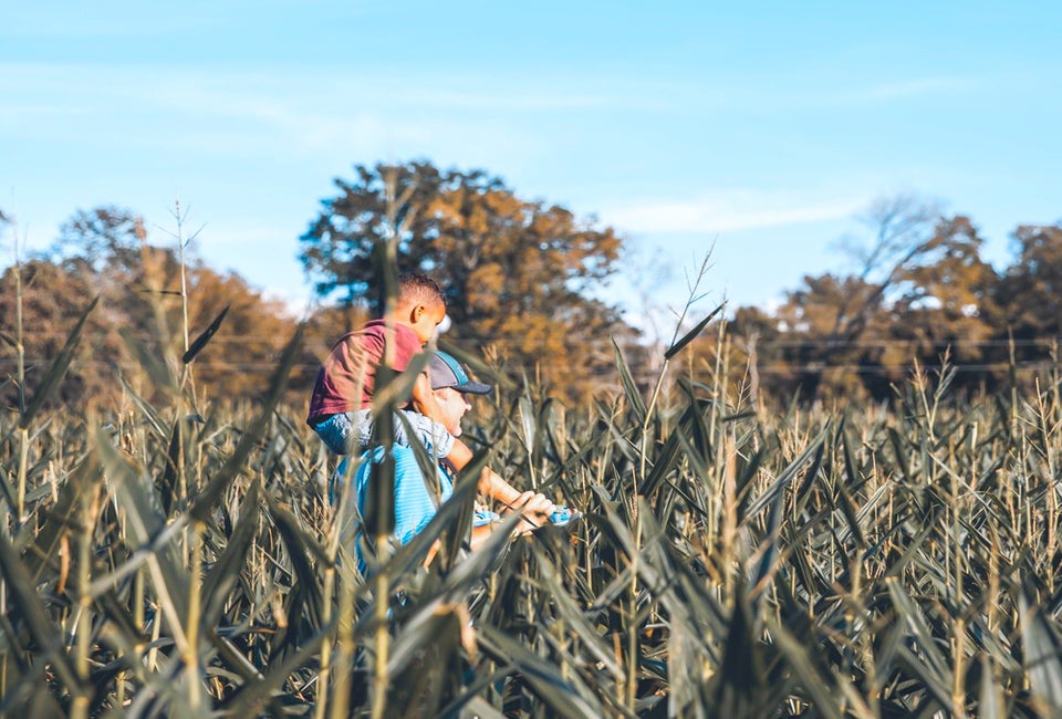 The P-6 Farms Annual Fall Festival features a corn maze. Photo courtesy of P-6 Farms