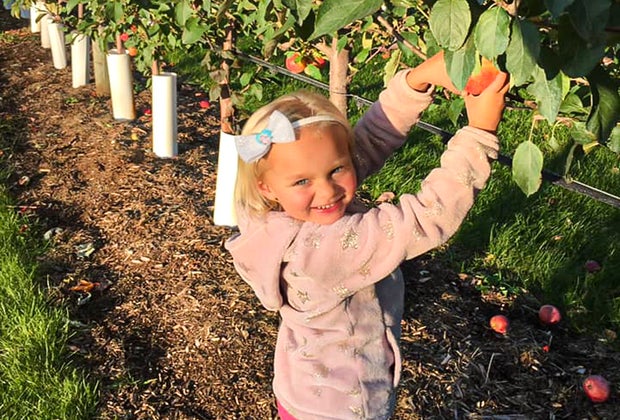 Apple picking near Chicago