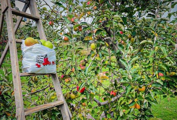 Image of a peck of apples at an apple orchard in Connecticut.