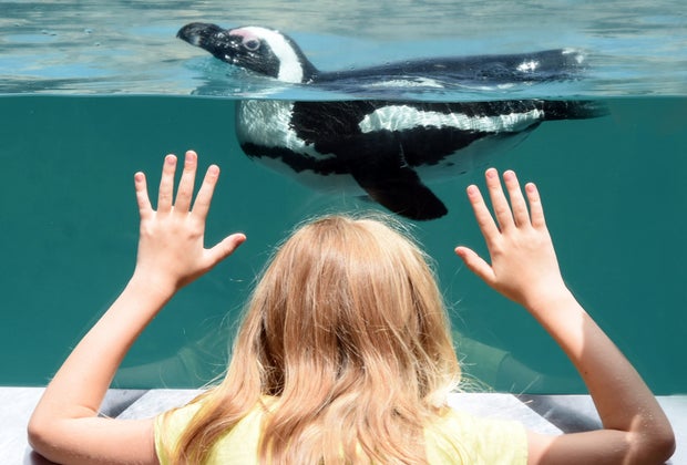 Photo of a child watching a penguin at the Mystic Aquarium-visiting CT with kids.