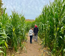 Families are taking the field this fall, for family fun at Corn Mazes in Connecticut! Photo courtesy of Preston Farms
