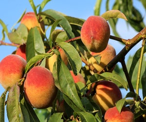 Many farms in Virginia offer pick-your-own peaches. Photo courtesy of the Virginia Farm Bureau 