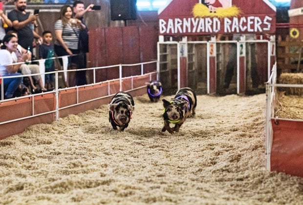LA County Fair: Pig Races