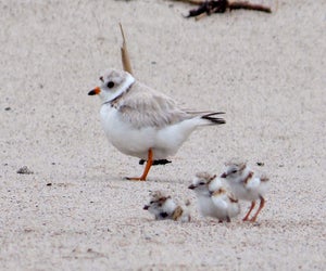 Head to Jones Beach to aid the endangered  piping plover. Photo courtesy of the event 