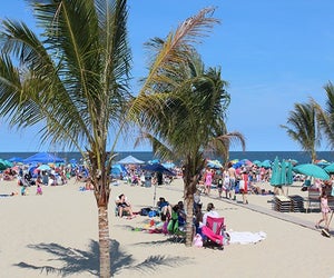 Enjoy the palm trees at Point Pleasant, New Jersey. Photo courtesy the boardwalk