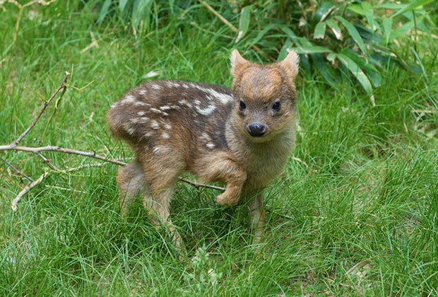 The Southern Pudo is a tiny deer species at the Queens Zoo in NYC