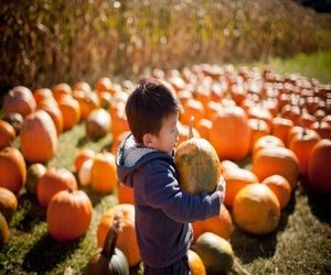 Picking the perfect pumpkin is easy at one of Atlanta's many pumpkin patches.