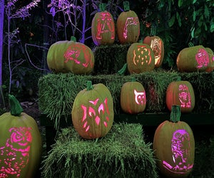 Pumpkins at Callaway Gardens welcomes guests during the day AND night for major fall fun! Photo by Rebecca Leffler