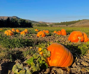 Pumpkins grown in Ventura County! Photo courtesy of Underwood Family Farms,  Facebook