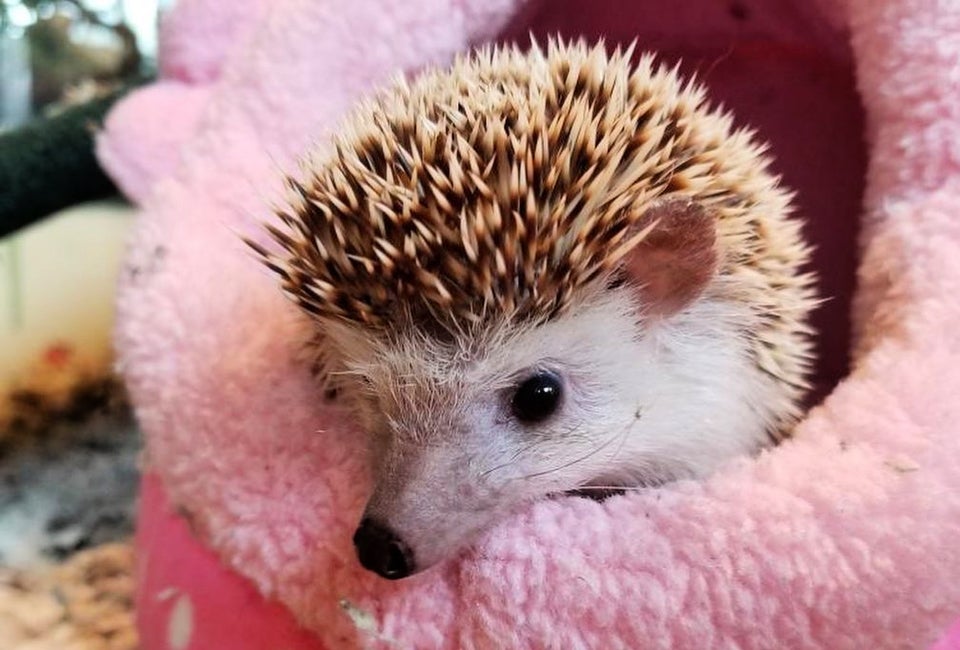 Stop by Earthplace for an animal-themed story and a chance to meet one of their residents, like this pygmy hedgehog. Photo courtesy of Earthplace