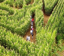 The Amazing Maize Maze is waiting to be explored at the Queens County Farm Museum.