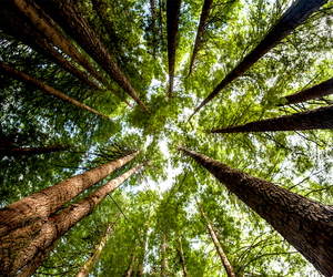See giant redwood trees is an experience every family should have. 
