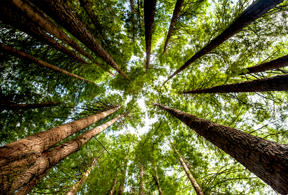 See giant redwood trees is an experience every family should have. 
