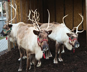 The reindeer are available for visits. Photo courtesy of Greenwich Reindeer Festival