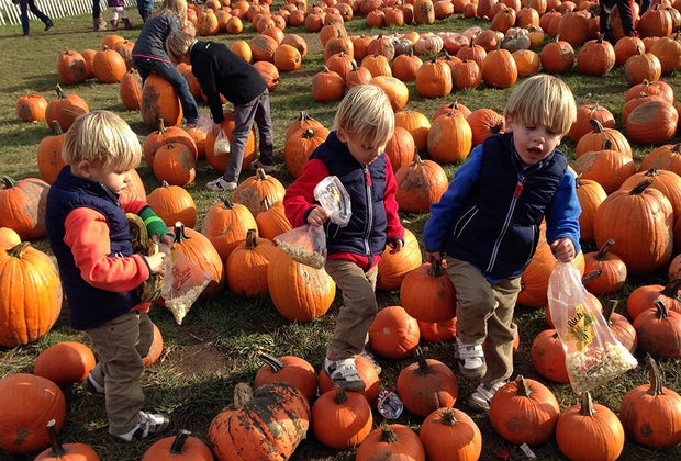 Best Pumpkin Patches Near Chicago