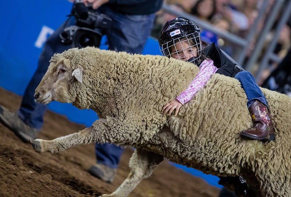 Photo courtesy of Houston Livestock Show and Rodeo