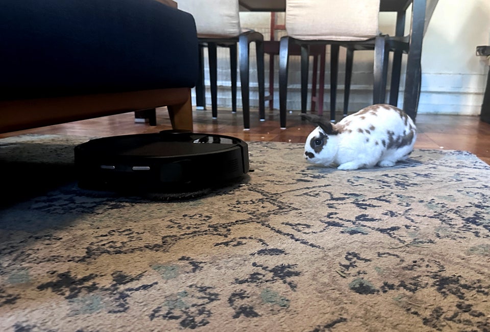When Hazelnut the bunny met Sheralonda the cleaning Roomba cleaning robot, it wasn't love at first sight. Photo by Jody Mercier