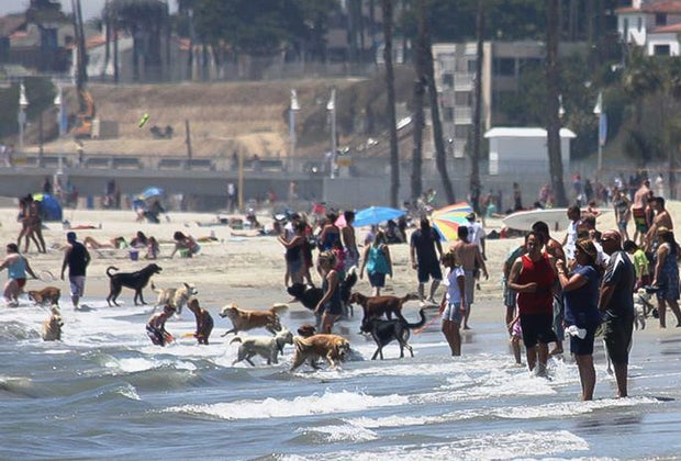 Dog-Friendly Beaches Near Los Angeles: Rosie's in Long Beach