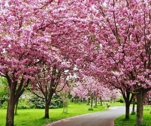 The Rotary Club of Peekskill hosts the 2nd Annual Cherry Blossom Festival. Photo courtesy of the rotary club