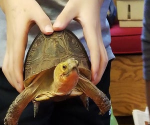 Meet a variety of critters at Rye Nature Center's Daddy and Me Animal Show. Photo courtesy of the center