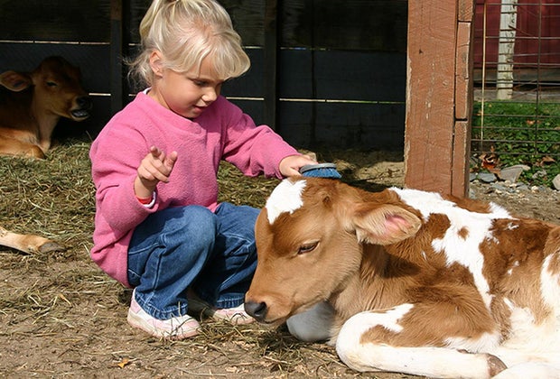 Image of preschooler at a petting zoo farm near Boston