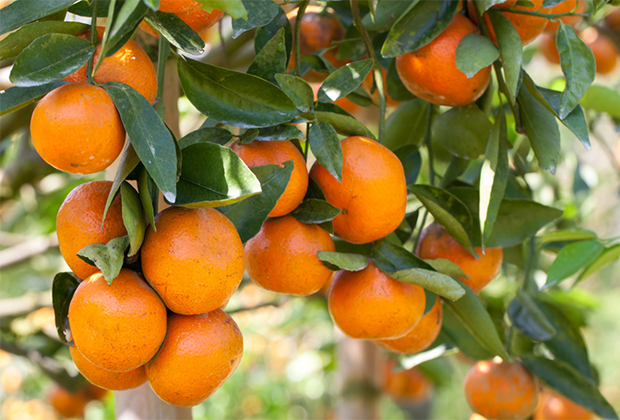 Northridge with Kids: CSUN Orange Grove Picks