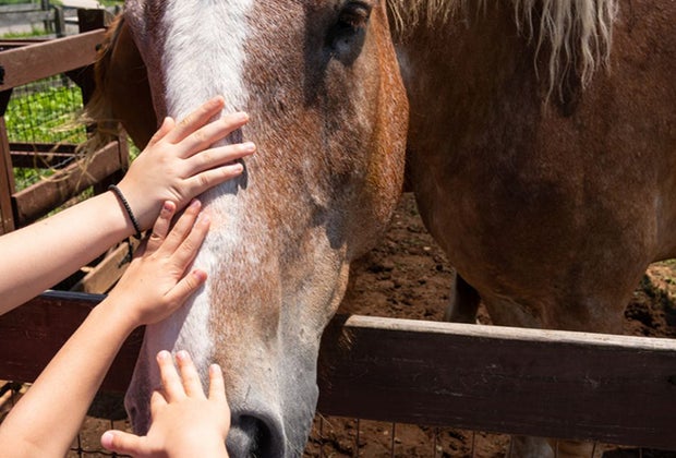 Image of kids petting a horse - Farms and Petting Zoos Around Boston