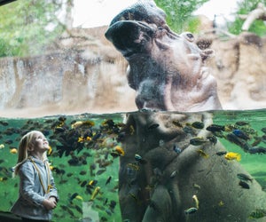 Photo courtesy the San Antonio Zoo.