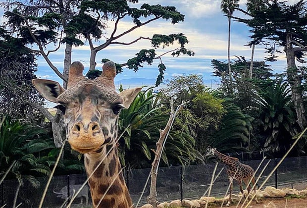 Winter Day Trips from Los Angeles: Santa Barbara Zoo