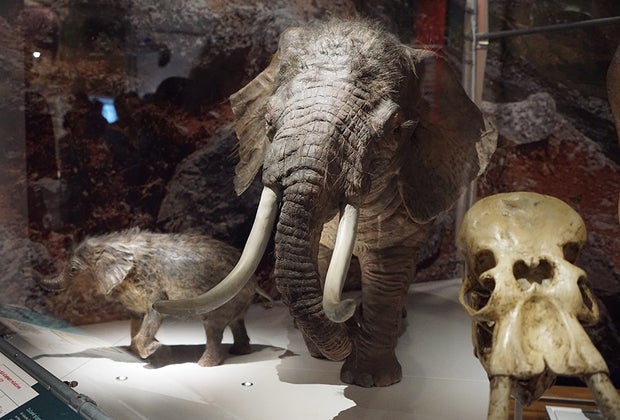 AMNH The Secret Life of Elephants: Dwarf elephants on display