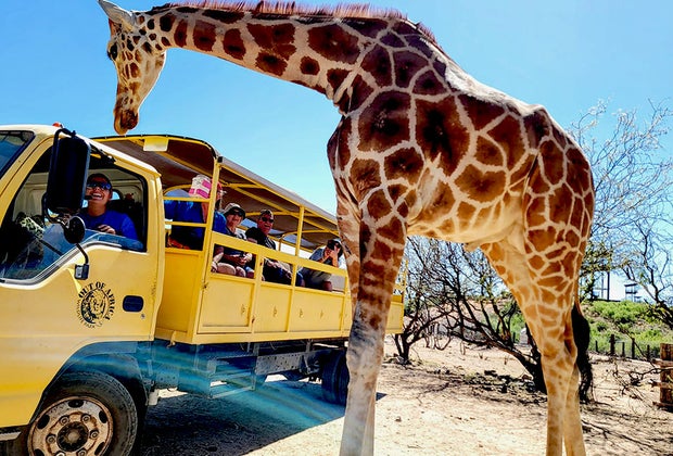  Out of Africa Wildlife Park: Sedona with Kids: Best Things To Do in Sedona, AZ