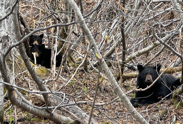 Black Bears: Things To Do in Seward, Alaska  with kids