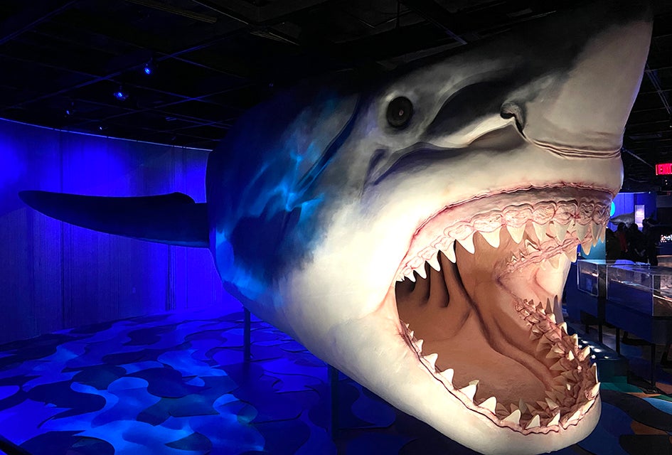 Sharks might have a fearsome reputation, but this new exhibition at the American Museum of Natural History aims to educate the public on the species.